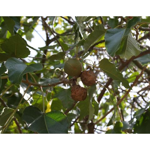 Aleurites moluccana
