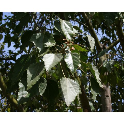 Aleurites moluccana
