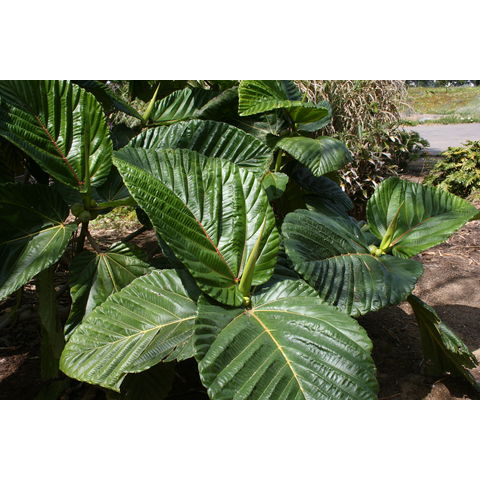 Ficus dammaropsis
