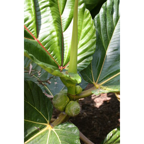 Ficus dammaropsis
