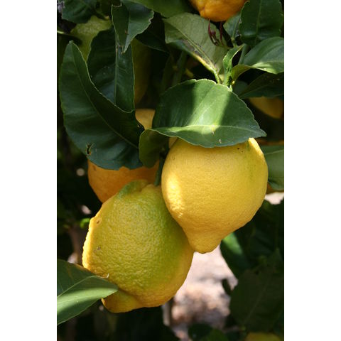 Citrus x limon

