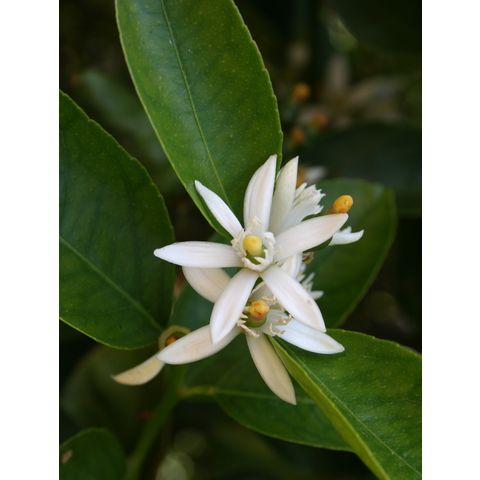 Citrus aurantifolia
