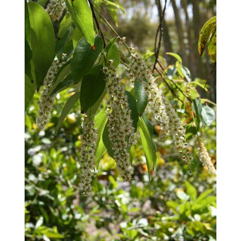 Prunus salicifolia
