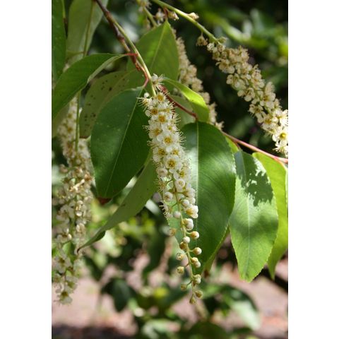 Prunus salicifolia
