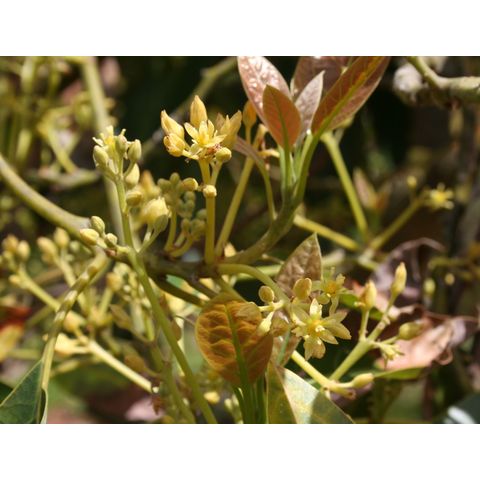 Persea americana 'Fuerte'
