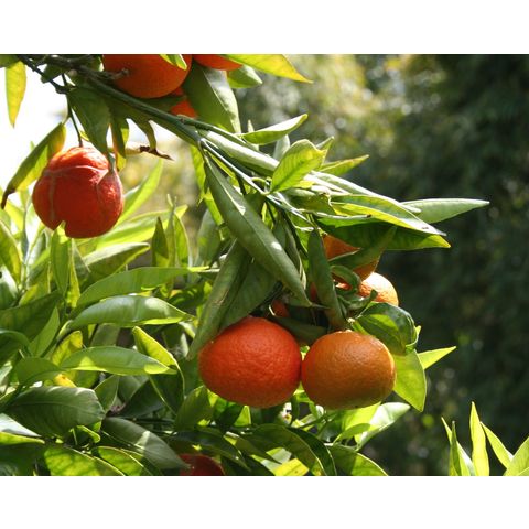 Citrus reticulata 'Algerian' or 'Clementine'

