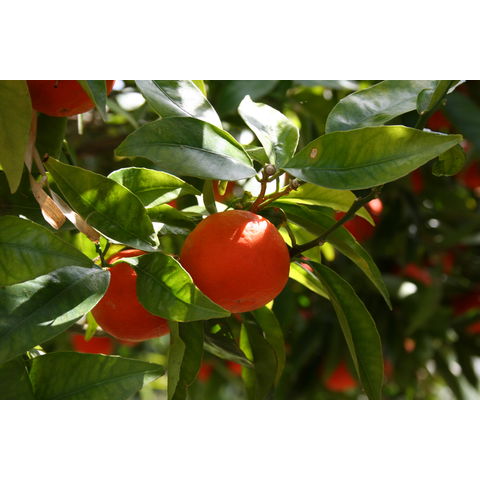 Citrus reticulata 'Algerian' or 'Clementine'
