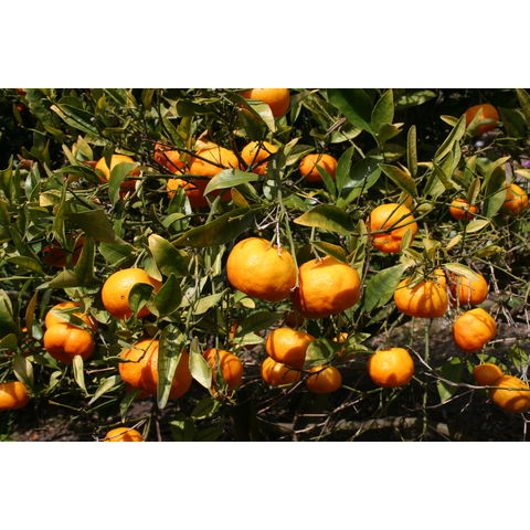 Citrus 'Dancy' (tangerine)
