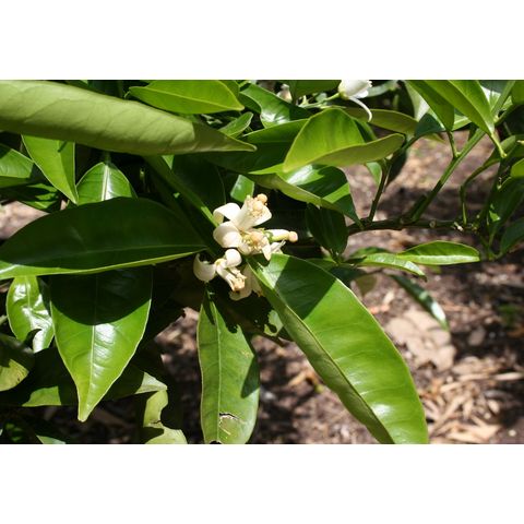 Citrus sinensis 'Washington Navel'
