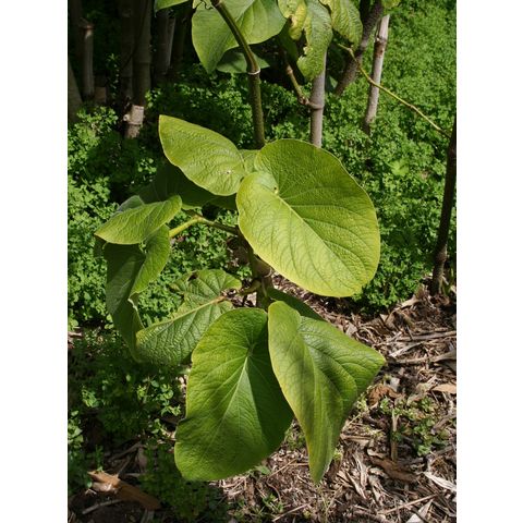 Piper auritum
