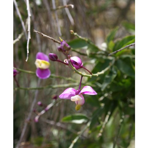 Polygala apopetala
