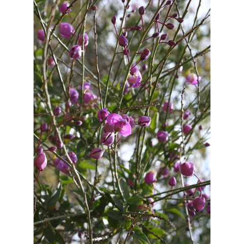 Polygala apopetala
