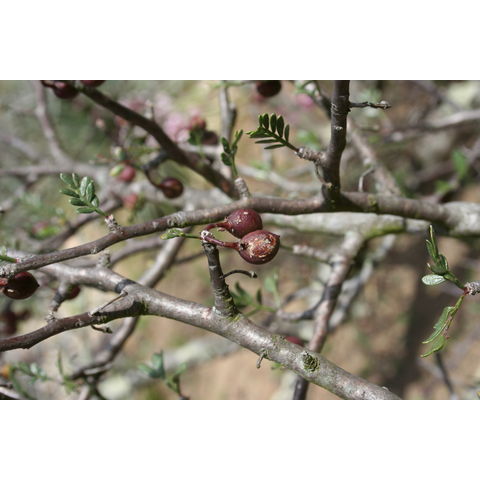 Bursera microphylla
