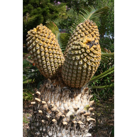 Encephalartos altensteinii
