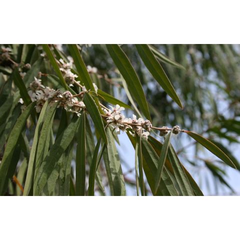 Agonis flexuosa
