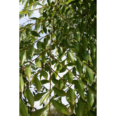 Ulmus parviflora
