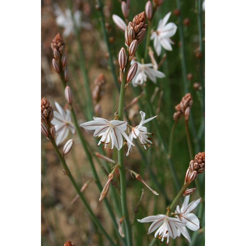 Bulbine frutescens
