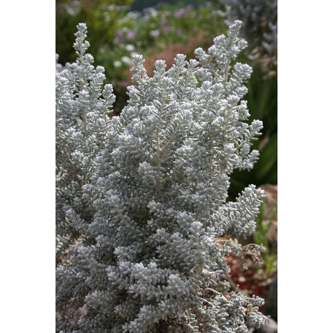 Maireana sedifolia (Chenopodiaceae)
