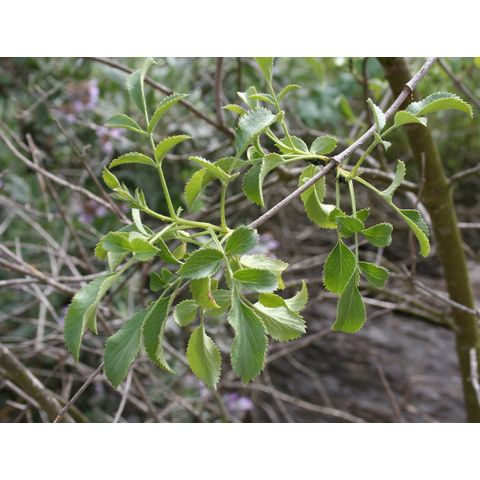 Sambucus mexicana
