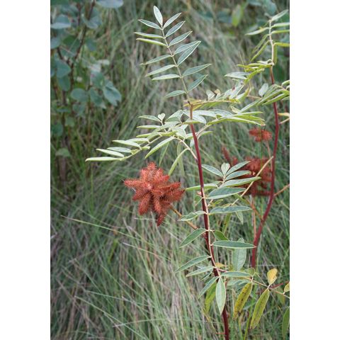 Glycyrrhiza lepidota