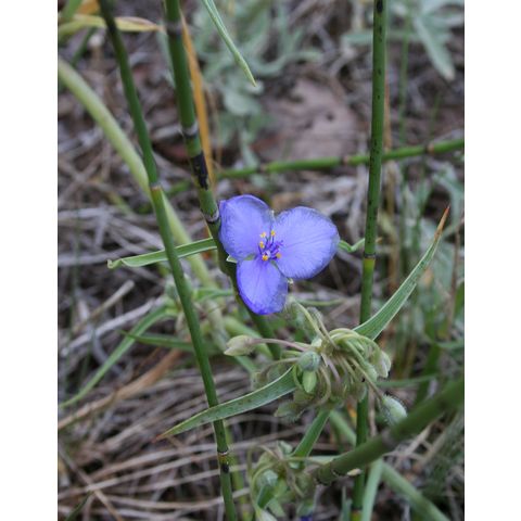 Tradescantia occidentalis