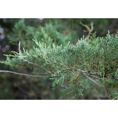 Junip�rus scopulorum