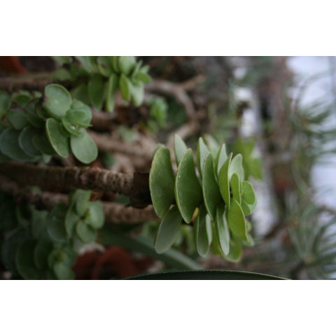 Portulaca molokinensis