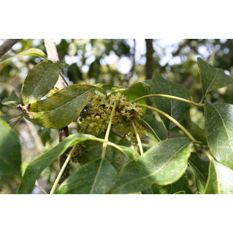 Casimiroa edulis (Sapotaceae)