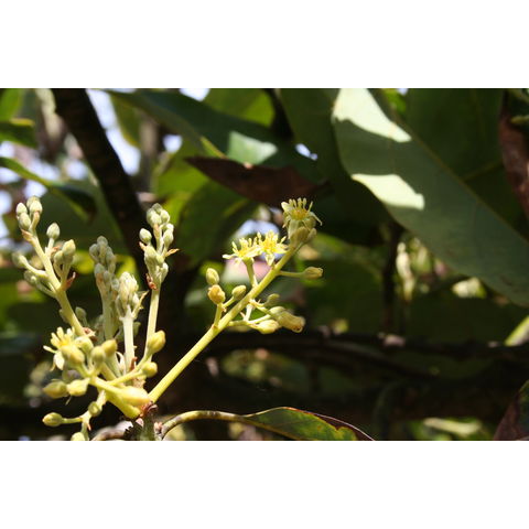 Persea americana 'Fuerte'