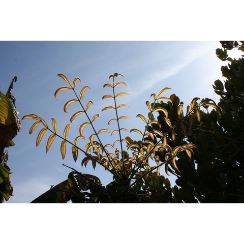 Davidsonia pruriens