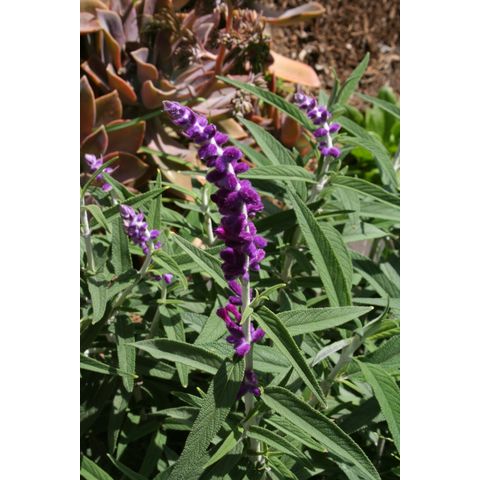 Salvia leucantha