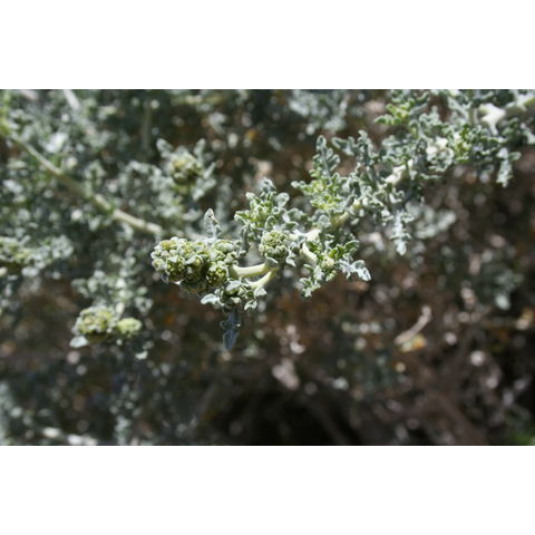 Ambrosia dumosa