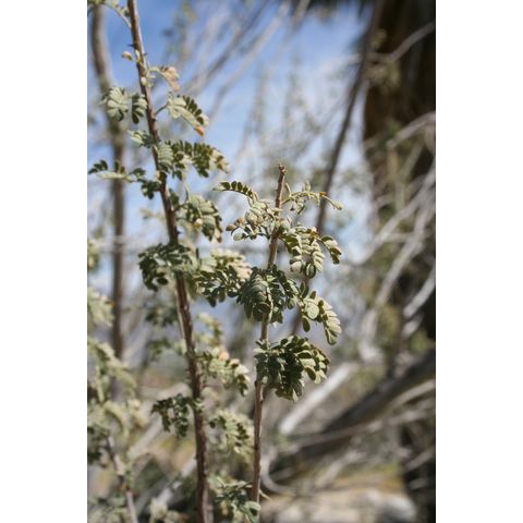 Acacia greggii