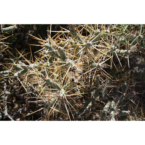 Cylindropuntia ramosissima