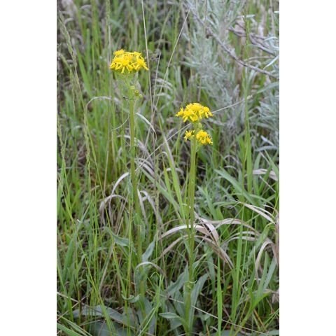 Senecio integerrimus