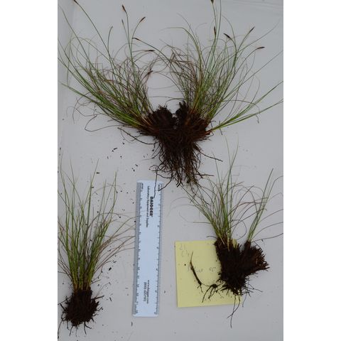 Carex filifolia