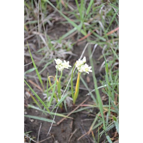 Allium textile