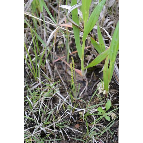 Plantago elongata