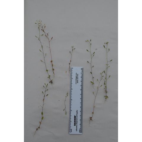 Draba nemorosa