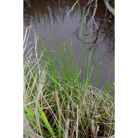 Eleocharis erythropoda