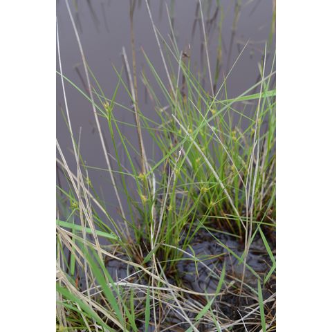 Juncus dudleyi