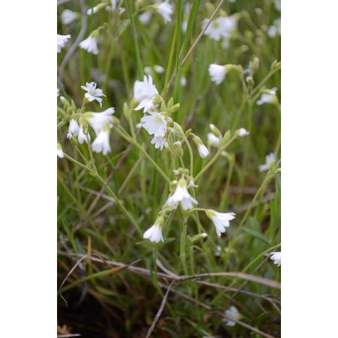 Cerastium arvense
