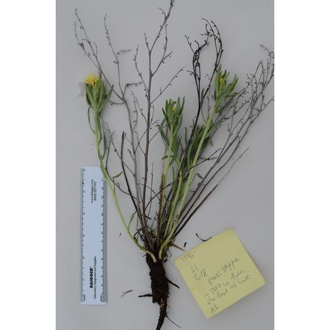 Lithospermum incisum