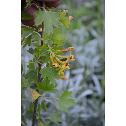 Ribes aureum