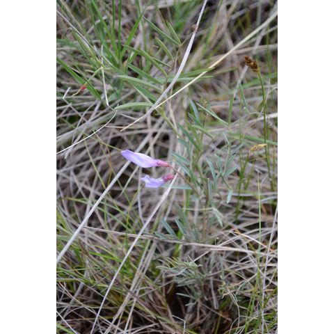 Vicia americana