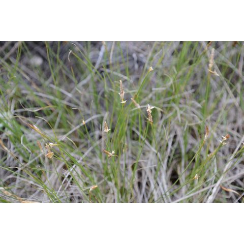 Carex filifolia