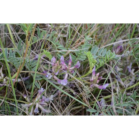 Astragalus laxmannii