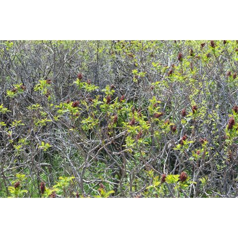 Rhus glabra