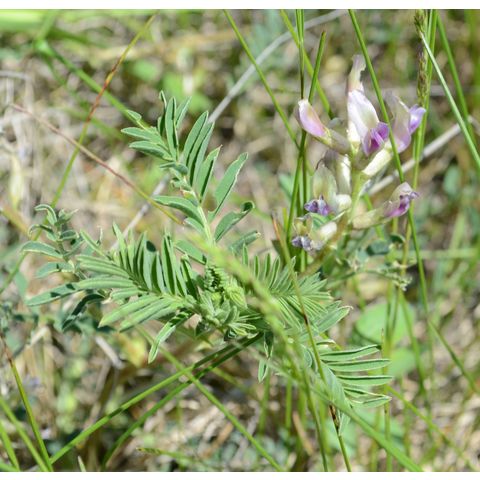 Astragalus laxmannii
