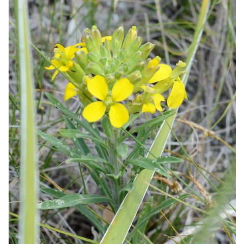 Erysimum asperum